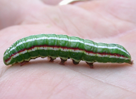 Pine Sallow